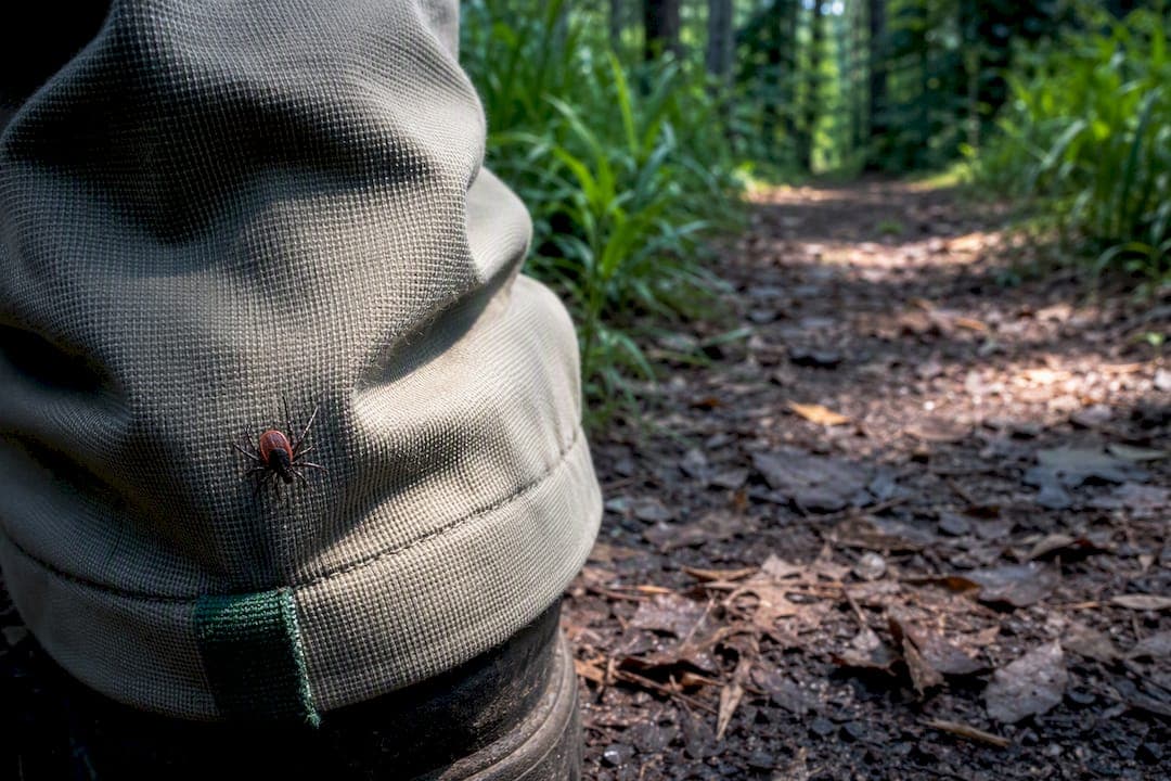 2,000+ Cases: Lyme Disease Risk in New Jersey and What to Do